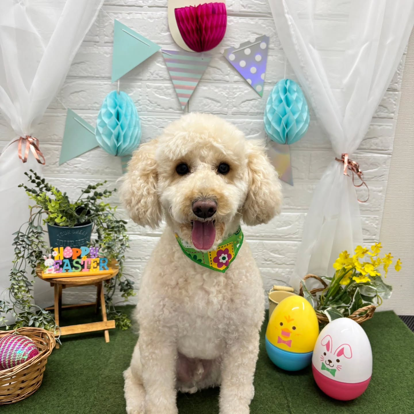 🐥⸒⸒🐥⸒⸒🐥⸒⸒🐥⸒⸒🐥⸒⸒🐥⸒⸒🐥⸒⸒