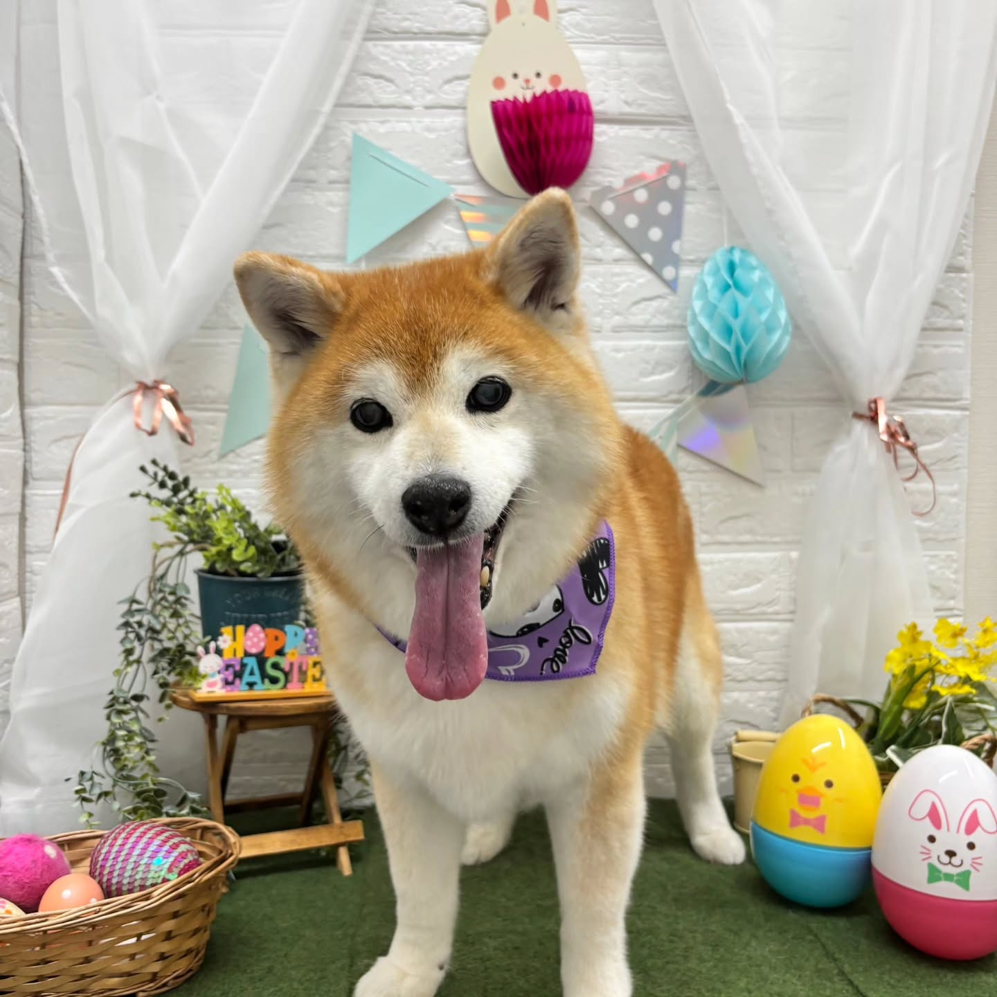 🐥⸒⸒🐥⸒⸒🐥⸒⸒🐥⸒⸒🐥⸒⸒🐥⸒⸒🐥⸒⸒